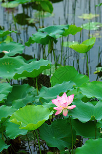 莲花池塘叶子风化软垫灌木繁荣情调植物百合荷花花萼图片