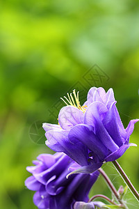 阿基列加语Name雄蕊植物花瓣花园紫色图片