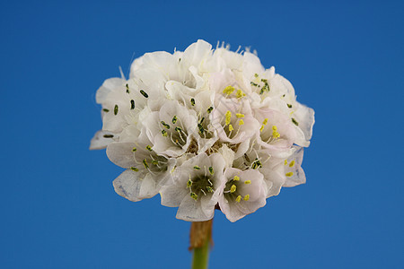 鲜花花瓣白色花粉假山雄蕊花园植物图片