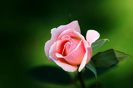 粉红玫瑰铭文香气情人香味念日粉色花园花瓣图片