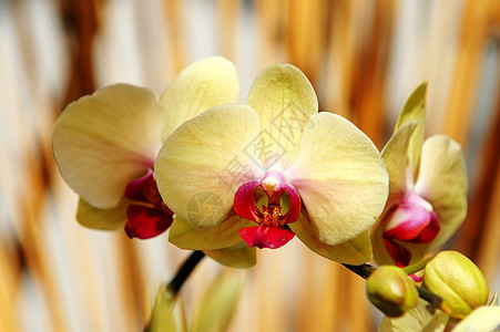 黄兰花条纹热带花瓣植物学芦荟荒野繁荣生态生物学花园图片