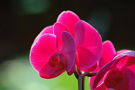 粉红色兰花热带芦荟草本植物兜兰花萼植物生物学花瓣风化荒野图片