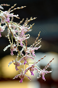 白兰花栽培风化草本植物条纹芦荟雌蕊兰花紫色兜兰园艺图片