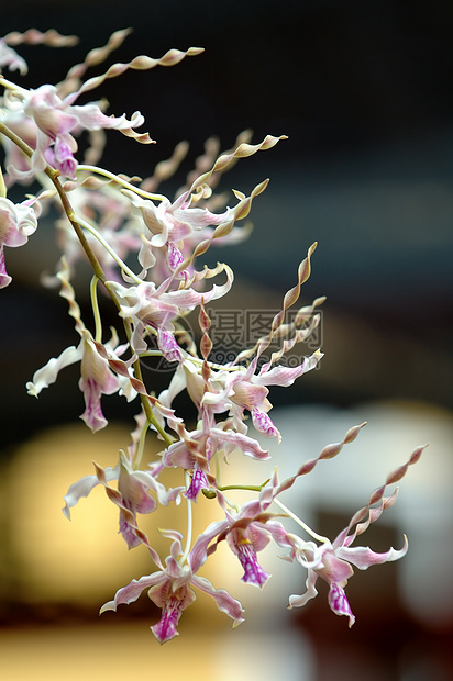 白兰花栽培风化草本植物条纹芦荟雌蕊兰花紫色兜兰园艺图片