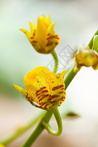 黄兰花花萼植物学条纹繁荣温室栽培草本植物热带叶子花瓣图片