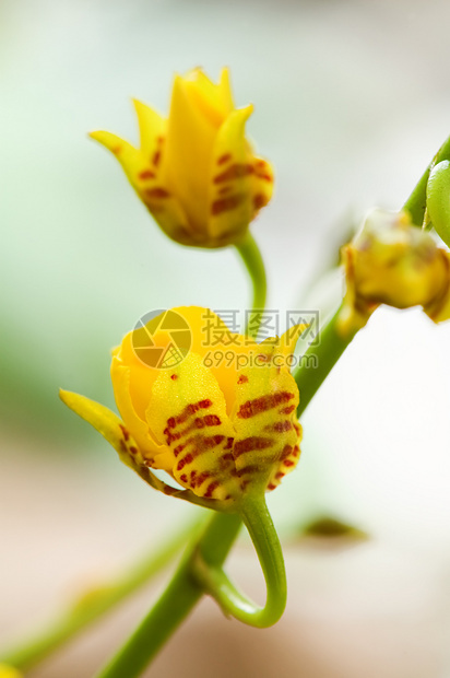 黄兰花花萼植物学条纹繁荣温室栽培草本植物热带叶子花瓣图片