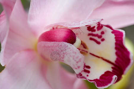 粉红色兰花热带花萼芦荟生态生物学雌蕊园艺繁荣栽培风化图片