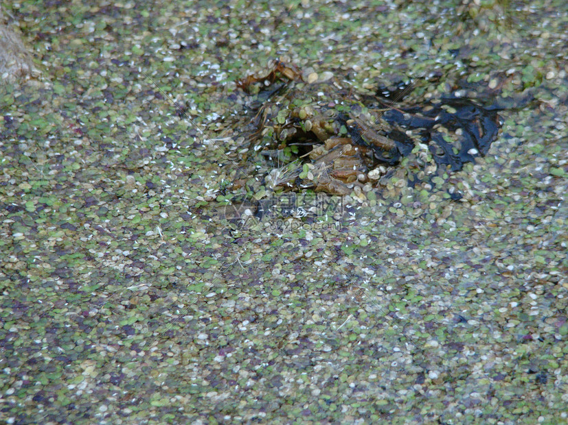 水沼泽叶子池塘植物群湿地国家场地环境绿色宏观高清图片下载正版图片320293183摄图网