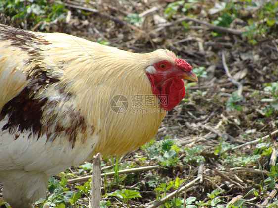 漂亮的鸡鸡缝合动物食物眼睛农村家畜农场母鸡公鸡绿色动物群图片