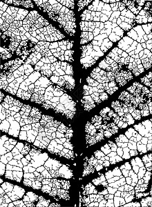 叶皮血管黑色宏观静脉面具设计风化裂缝植物插图元素图片