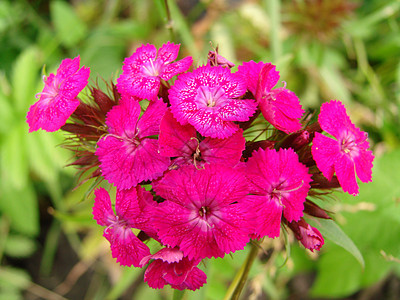 玫瑰花花植物玫瑰花瓣粉色图片