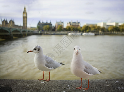 海鸥在伦敦飞行 英国背景图片