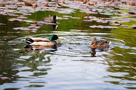 湖边的野鸭生态池塘脊椎动物动物水禽荒野羽毛账单男性游泳图片
