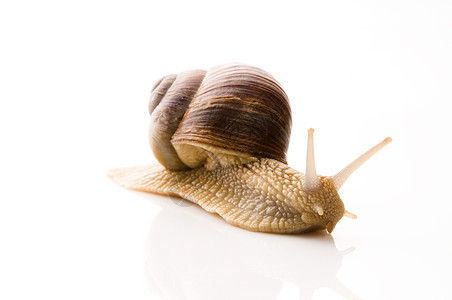在白色背景上孤立的葡萄蜗牛动物房子天线宏观害虫特写生物蜗牛壳鼻涕虫软体图片
