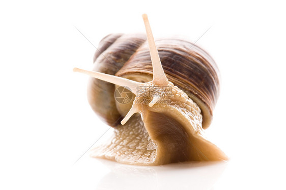 在白色背景上孤立的葡萄蜗牛食物天线宏观柔软度生物软体动物特写生物学房子图片