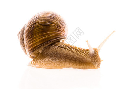 在白色背景上孤立的葡萄蜗牛镜头害虫宏观生物学蜗牛壳特写食物柔软度动物天线图片