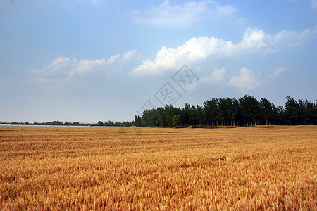 领域 领域小麦金子植树生长农田居住绿色蓝天风景天气图片
