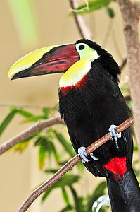 栗子人造陶干眼睛下颌热带雨林翅膀账单黑色爪子鸟类羽毛图片