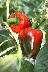 绿胡椒和红辣椒食物水果叶子植物学美食花园生长农业植物季节图片