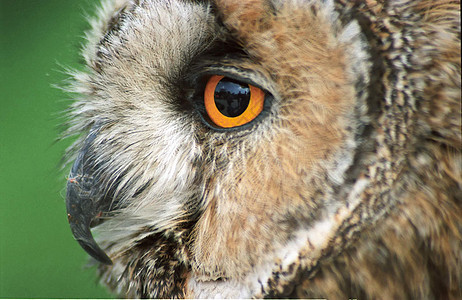 猫头鹰眼睛羽毛危险杂色捕食者注意力黄眼睛图片