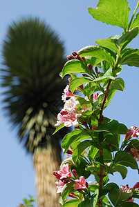 Weigela粉红白花花植物场地园艺红色季节宏观绿色公园花园粉色图片