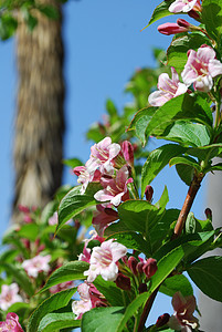 Weigela粉红白花花花园公园园艺绿色花语粉色红色场地季节宏观图片