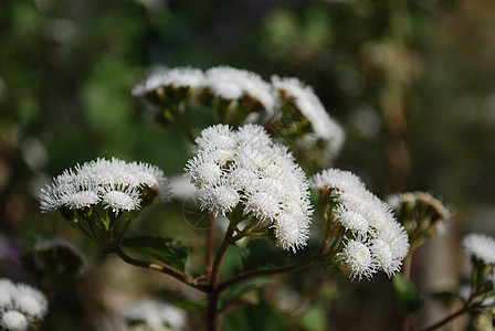 Ageratina 亚多福拉乳房花朵植物花园植物群白色植物学草本杂草公园蛇根图片