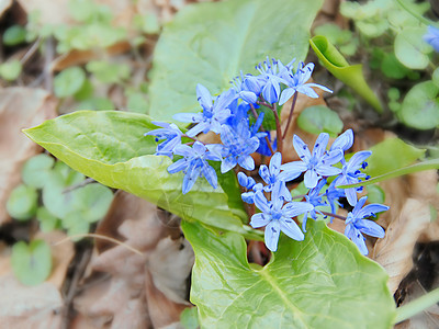 第一春花生长地球季节树叶绿色森林花朵植物土地季节性图片