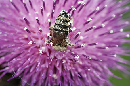 授粉蜡工野蜂养蜂业蜡师花粉宏观昆虫图片