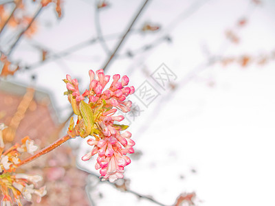 春季时间     带有复制空间的漂亮粉红色花朵图片