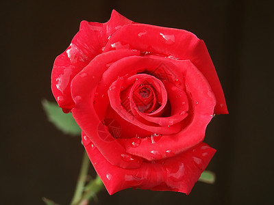 红玫瑰红色背景图片