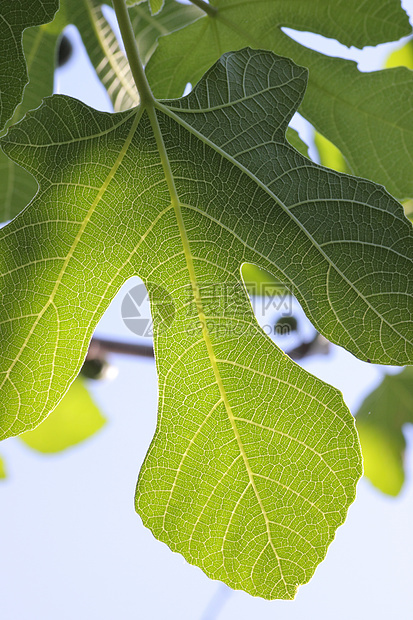 图页植物环境叶子图片