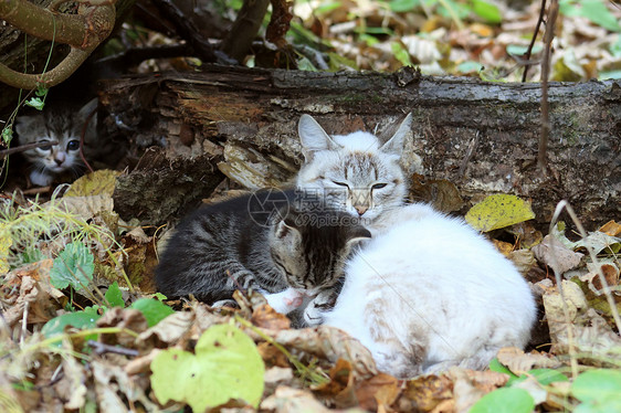 猫咪木头牛奶孩子们黄叶叶子母亲图片