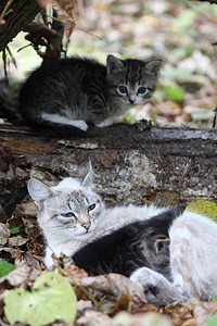 猫咪照顾养奶孩子们木头黄叶母亲树叶图片