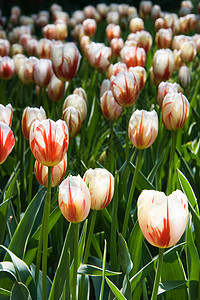在春天阳光明媚的白天 红白郁金香图片