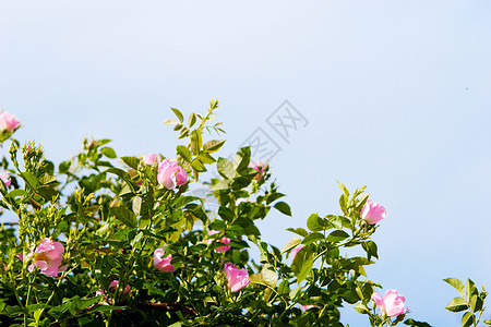 狗玫瑰背景花瓣衬套野花季节植物学植物树篱荒野蓝色花园图片