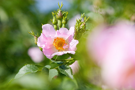 一条狗活力雌蕊花园玫瑰植物群树篱叶子花瓣墙纸季节图片