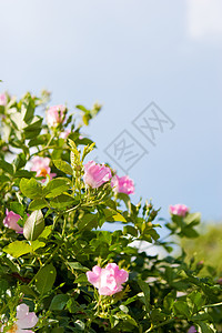 狗玫瑰背景植物学野花天空植物群野蔷薇季节场景衬套花瓣蓝色图片