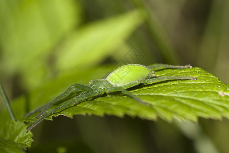 蜘蛛动物宏观植物绿色叶子昆虫森林图片