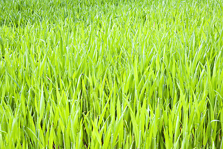 青草植物学草地场地叶子生长植物群绿色宏观草本植物植物图片