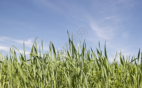 绿野色彩环境场地场景庄稼地平线蓝色植物天气阳光图片