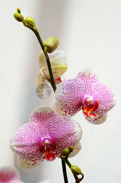 有粉红斑点的白兰花兰花栽培花萼植物学叶子兜兰生物学花园芦荟花瓣图片