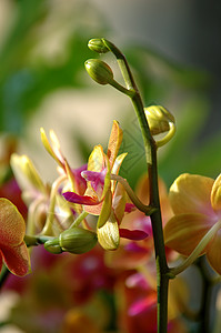 黄兰花花萼风化草本植物园艺植物学条纹雌蕊兜兰紫色荒野图片