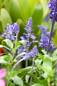 食用盐场地植物紫色植物群香味农场农田叶子草本蓝色图片