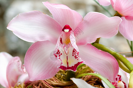 粉红色兰花花园条纹温室草本植物芦荟雌蕊花萼植物荒野叶子图片