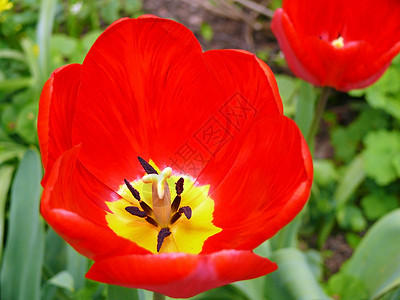 红郁金红色季节植物学植物郁金香雌蕊花园黄色花瓣图片