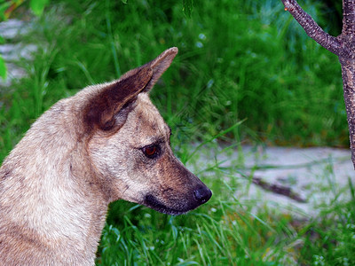 狗狗描述朋友们小狗眼睛救援警卫边界猎犬自由宠物背景图片
