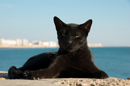 西班牙卡迪兹的猫图片