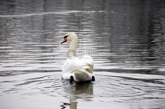 天鹅池塘反射翅膀水鸟场景游泳白色季节脖子蓝色图片
