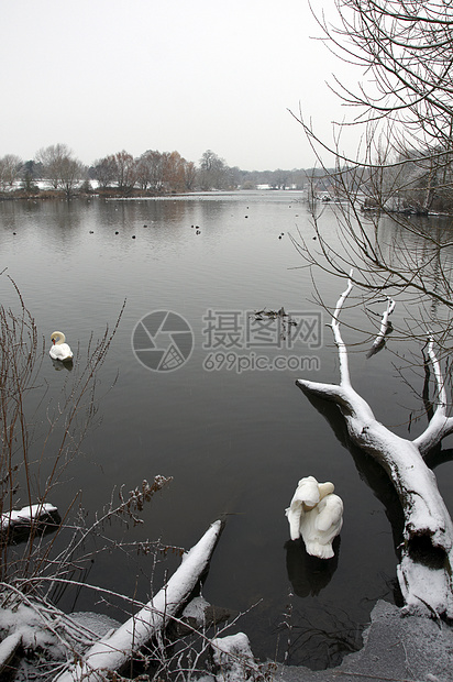 冬天反思风景池塘场地场景季节降雪公园天鹅国家图片